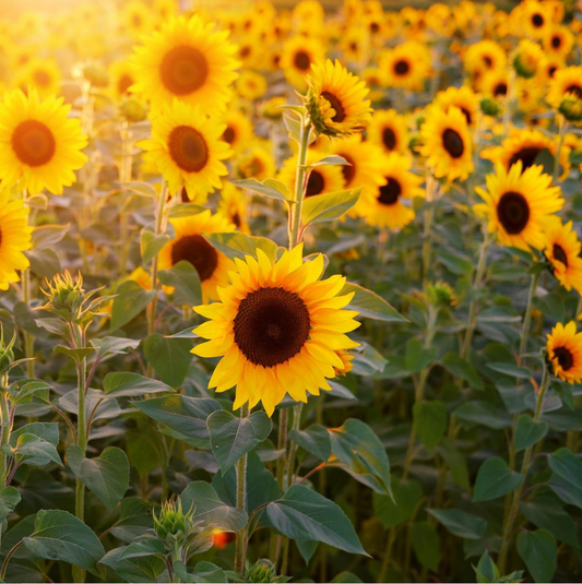 Sunflowers 'n' Sunshine Candle